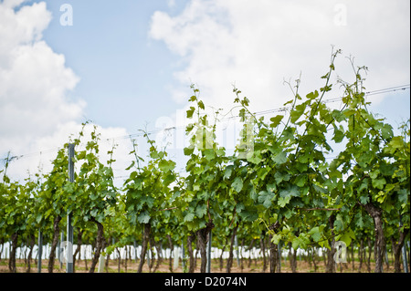 Weinreben in der Weinregion Poysdorf, Wein-Region, Niederösterreich, Österreich Stockfoto