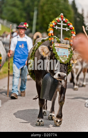 Kuh mit Blumenschmuck, Laufwerk aus dem Berg Weiden, Almabtrieb, Ultental, Südtirol, Italien Stockfoto