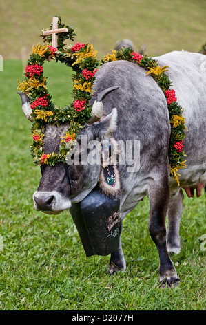 Kuh mit Blumenschmuck, Laufwerk aus dem Berg Weiden, Almabtrieb, Ultental, Südtirol, Italien Stockfoto