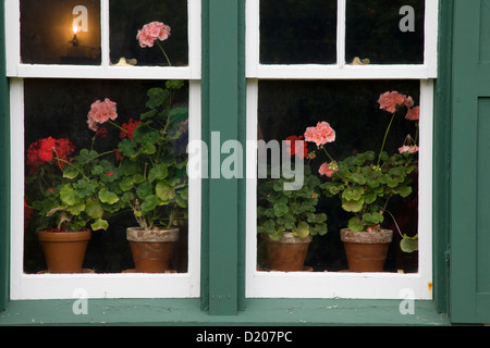 Rosa und rote Geranien im Fenster das Bauernhaus von Anne of Green Gables in Cavendish Stockfoto