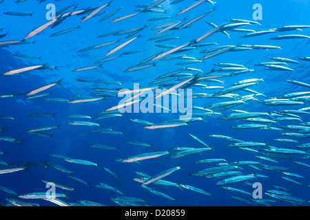 Eine Gruppe von Schulbildung Baracuda in der Nähe von einem Korallenriff Stockfoto