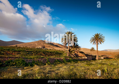 Palmenoase, Vega de Rio de Las Palmas, Fuerteventura, Kanarische Inseln, Spanien Stockfoto