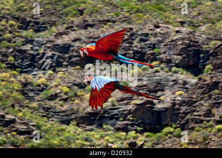 Papageien während ein Vogel zeigen, Palmitos Park, Maspalomas, Gran Canaria, Kanarische Inseln, Spanien, Europa Stockfoto