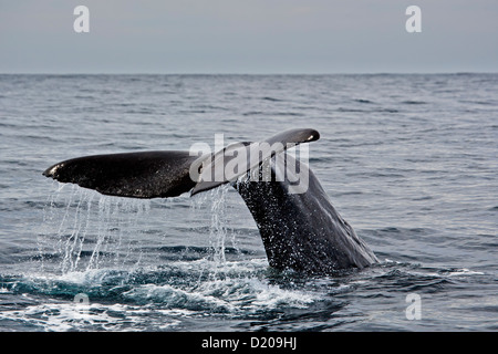 Pottwal benannt Saddleback gesehen, während eine Whale-watching Ausflug mit Whale Watch Kaikoura, Kaikoura, Südinsel, neue Zeala Stockfoto