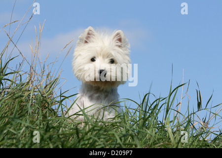 West Highland White Terrier Hund / Westie Erwachsenen sitzen Stockfoto