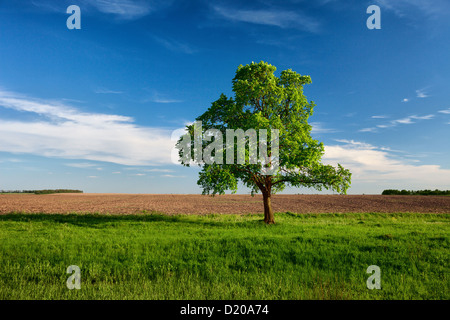 Einsamer Baum am Rande des Ackerlandes Stockfoto