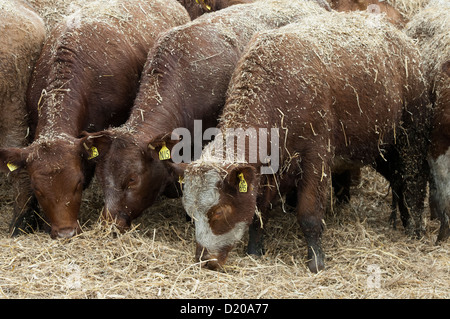 Rinder in einem schlichten viel Essen gehacktem Stroh. Stockfoto