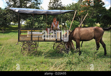 Mann in einem Pferdewagen mit Pferd Weiden, Santa Clara, Kuba Stockfoto