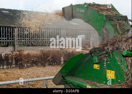 Gehacktem Stroh für Bettwäsche weht in ein Rind Abschluss viel. Stockfoto