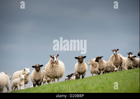 Crossbred Schafe mit Lämmer gezeugt von Hampshire, Ram, auf der Weide grasen. Cumbria Stockfoto