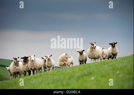 Crossbred Schafe mit Lämmer gezeugt von Hampshire, Ram, auf der Weide grasen. Cumbria Stockfoto