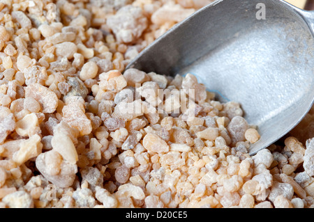 Arabische Halbinsel, Sultanat von Oman, Boswellia Sacra, Weihrauch-Harz Stockfoto