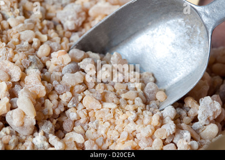 Arabische Halbinsel, Sultanat von Oman, Boswellia Sacra, Weihrauch-Harz Stockfoto