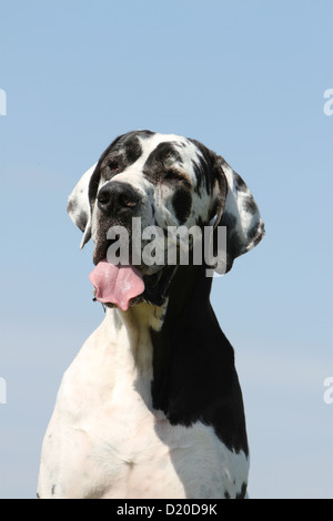 Deutsche Dogge Hund / Deutsche Dogge Erwachsenen Harlekin-Porträt Stockfoto