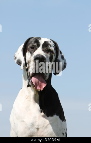 Deutsche Dogge Hund / Deutsche Dogge Erwachsenen Harlekin-Porträt Stockfoto