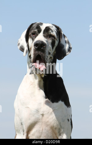 Deutsche Dogge Hund / Deutsche Dogge Erwachsenen Harlekin-Porträt Stockfoto