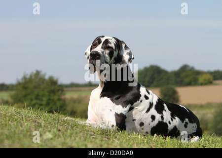 Deutsche Dogge Hund / Erwachsene Deutsche Dogge Harlekin liegen auf einer Wiese Stockfoto