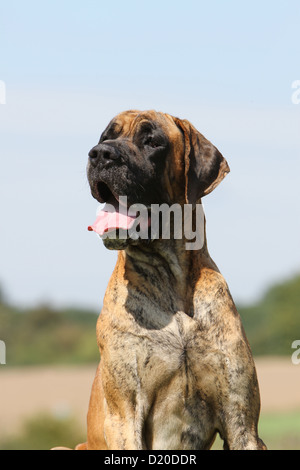 Deutsche Dogge Hund / Deutsche Dogge Erwachsenen gestromte Porträt Stockfoto