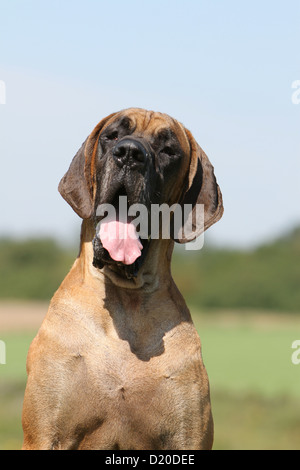 Deutsche Dogge Hund / Deutsche Dogge Erwachsenen Fawn Porträt Stockfoto