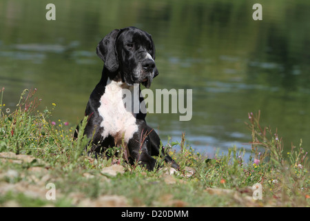 Deutsche Dogge Hund / Erwachsene Deutsche Dogge schwarz liegend an einem See Stockfoto