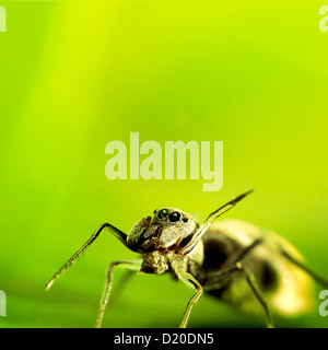 Ant-Mimic Spinne Stockfoto