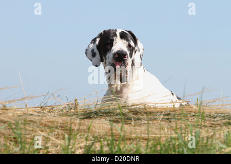 Deutsche Dogge Hund / Deutsche Dogge Erwachsenen Harlekin-Porträt Stockfoto