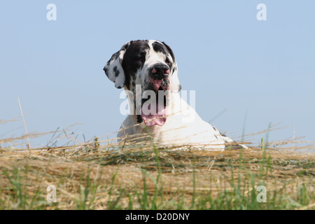 Deutsche Dogge Hund / Deutsche Dogge Erwachsenen Harlekin-Porträt Stockfoto