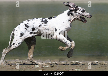 Deutsche Dogge Hund / Deutsche Dogge Welpen Harlekin, Profil Stockfoto