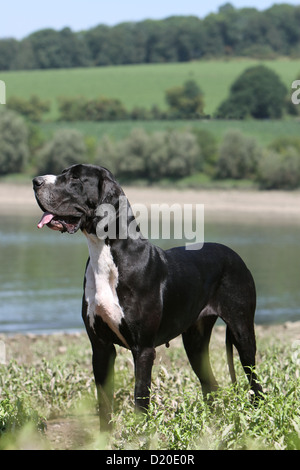 Deutsche Dogge Hund / Erwachsene Deutsche Dogge schwarz stehend Stockfoto