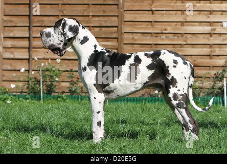 Deutsche Dogge Hund / Erwachsene Deutsche Dogge Harlekin-Standardprofil Stockfoto