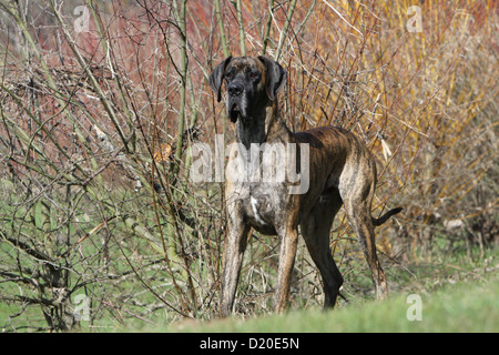 Deutsche Dogge Hund / Erwachsene Deutsche Dogge gestromt stehen Stockfoto