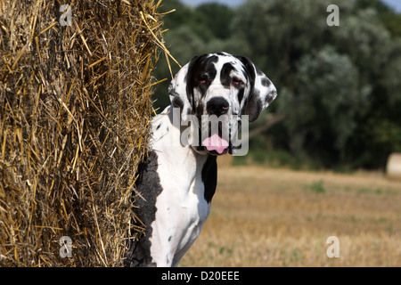 Deutsche Dogge Hund / Deutsche Dogge Erwachsenen Harlekin-Porträt Stockfoto