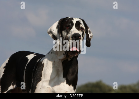 Deutsche Dogge Hund / Deutsche Dogge Erwachsenen Harlekin-Porträt Stockfoto