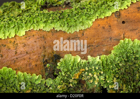 Helle grüne Foliose Flechten Xanthoria parietina wächst auf Ash tree branch, Leicestershire, England, Großbritannien Stockfoto