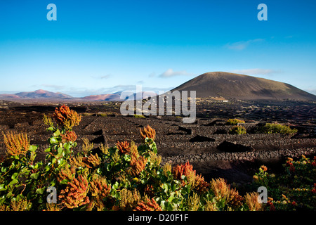 Weinberge auf vulkanischen Böden wächst, La Geria, Lanzarote, Kanarische Inseln, Spanien, Europa Stockfoto