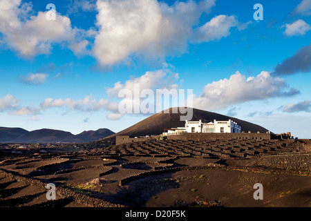 Weingut Bodega La Geria, Weinbau Bezirk La Geria, Lanzarote, Kanarische Inseln, Spanien, Europa Stockfoto