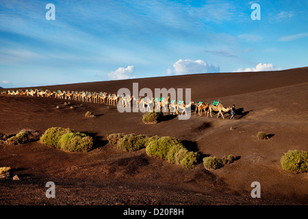 Kamele in Vulkanlandschaft, Nationalpark Timanfaya, Lanzarote, Kanarische Inseln, Spanien, Europa Stockfoto