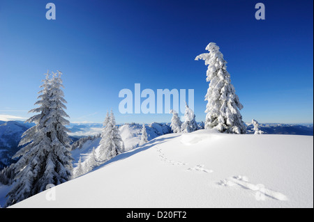 Fußabdruck eines Kaninchens im Tiefschnee vor einem Winter Wald, Hochries, Chiemgau, Chiemgau, Bayern, Oberbayern, Keim Stockfoto