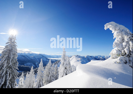 Verschneite Tannen auf einem Bergrücken mit Bergkette in den Hintergrund, Hochries, Chiemgau Palette, Chiemgau, Oberbayern, Bava