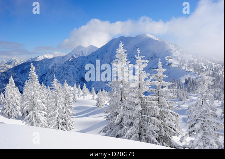 Schnee bedeckten Tannen am Schildenstein, Schildenstein, Tegernseer reichen, Bayerische Voralpen, Upper Bavaria, Bavaria, Germany Stockfoto