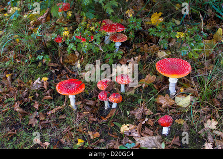 Fliegenpilze (Amanita Muscaria). Stockfoto