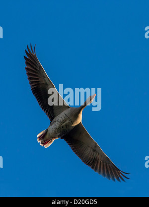 Graugans (Anser Anser) im Flug. Stockfoto