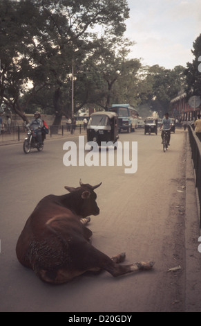 Eine heilige Kuh in Delhi kann man im Sommer 1991. Der Southasiatic Staat Indien ist in der Nähe von Himalaya im Süden und den Indisch Ozean im Norden. Es ist sehr reich an Bevölkerung, auf der die höchste Einwohnerzahl der Welt. Bild: Felix Hörhager/Dpa Stockfoto