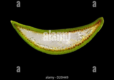 Aloe Vera Topf Anlagenteil durch fleischig saftigen Blatt aus einem Zier- und Heilpflanzen Anlage Stockfoto