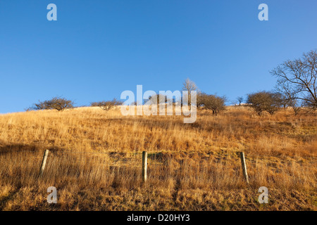 Eine englische Winterlandschaft mit goldene Gräser, Zaunpfosten und Gestrüpp Hawthorns auf einem Hügel unter einem strahlend blauen Himmel. Stockfoto