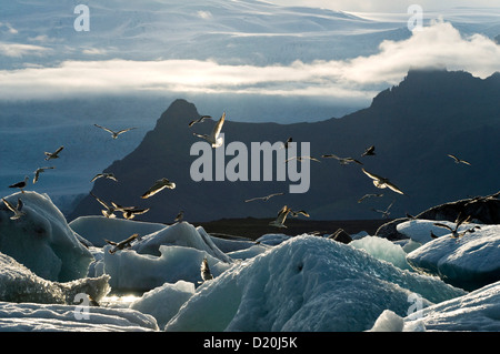 Jökulsárlón Gletscher See, Island, Skandinavien, Europa Stockfoto