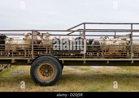 Schafherde in der Nähe von Hofn, Island, Skandinavien, Europa Stockfoto