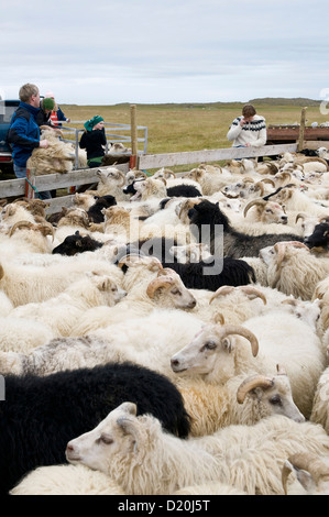 Schafherde in der Nähe von Hofn, Island, Skandinavien, Europa Stockfoto