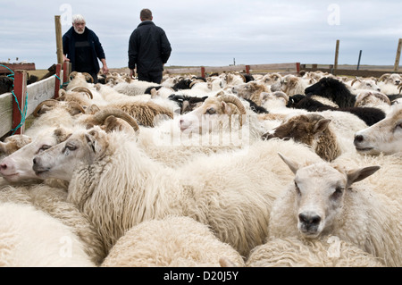 Schafherde in der Nähe von Hofn, Island, Skandinavien, Europa Stockfoto