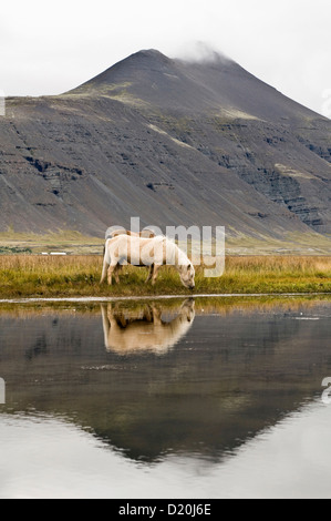 Islandpferde grasen auf einem Feld nahe Hofn, Island, Skandinavien, Europa Stockfoto